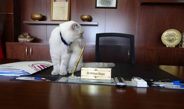 Dünya Kediler Günü'nde kediler Kaymakam'ı ziyaret etti, masasına oturdu