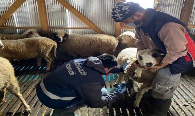 Düzce&#039;de 7 köyde 100 hayvan aşılandı