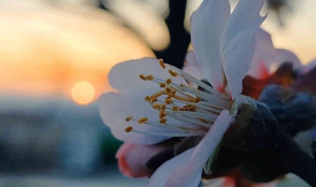 Edirne'de badem ağaçları çiçek açtı