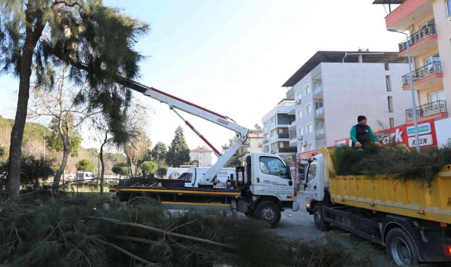 Efeler'de budama çalışmaları devam ediyor