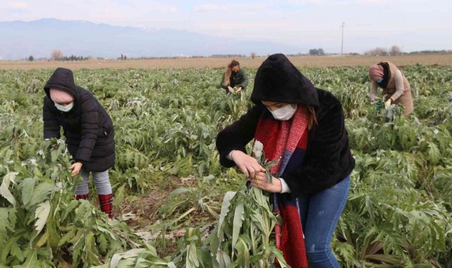 Efeler&#039;in enginarlarına özenli bakım