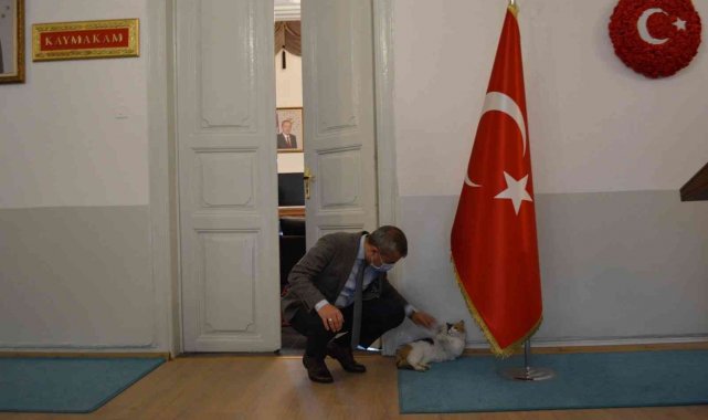 Erdek Kaymakamı Atasoy&#039;dan kediye şefkat eli