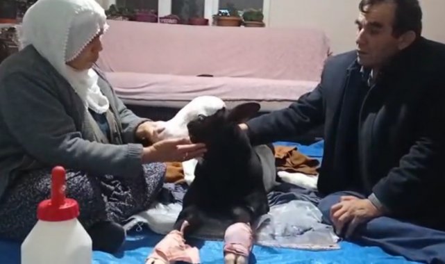 Erken doğduğu için gözleri görmeyen buzağıya bebek gibi bakıyorlar