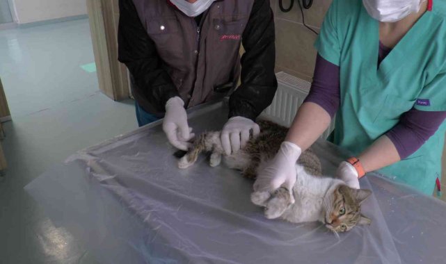 ERÜ Hayvan hastanesi 2021'de 20 bin 500 hasta kabul etti