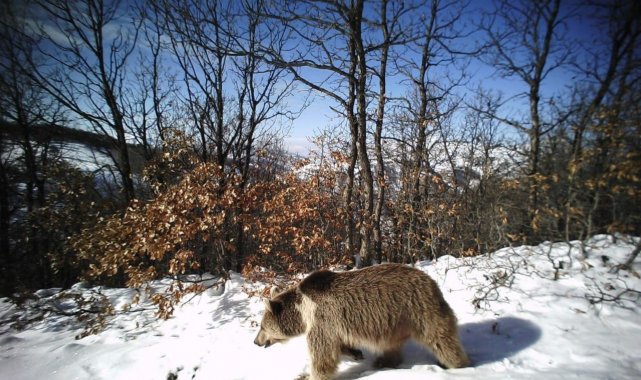 Erzincan'da yaban hayat fotokapanlarla görüntülendi