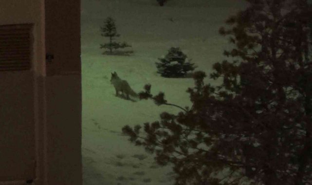 Erzurum'da aç kalan tilki kent merkezinde yiyecek aradı