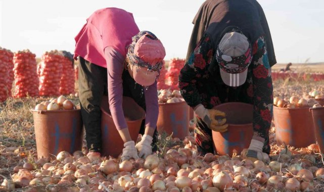 Eskişehir'deki mevsimlik işçilerin günlük ücreti önceki yıla göre arttı