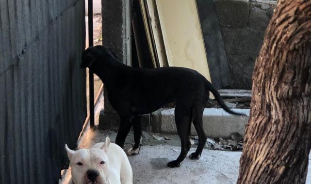 Evin bahçesine giren başıboş iki pitbull barınağa götürüldü