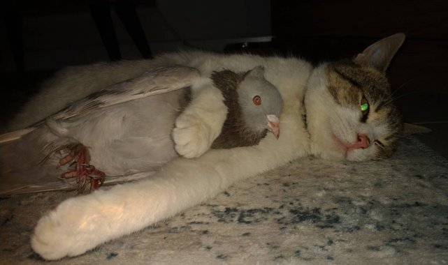 Ezeli düşmanların dostluğu kısa sürdü