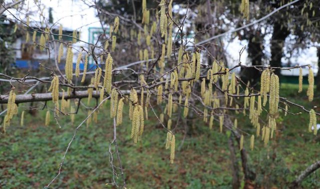 FİSKOBİRLİK&#039;ten fındık üreticilerine sigorta uyarısı