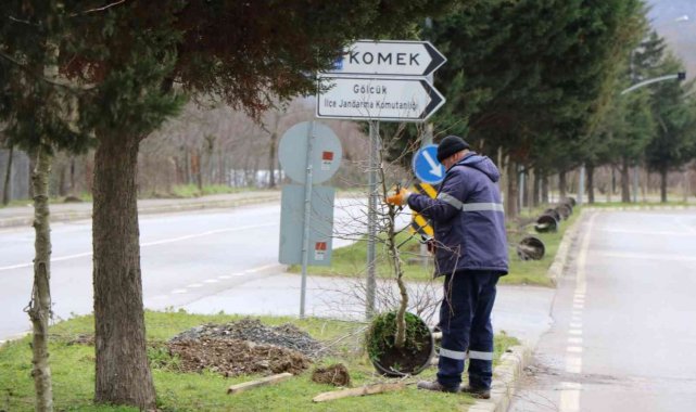 Gölcük'te 400 çınar ağacı dikilecek