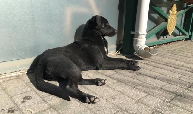 Güneşe karşı yatan sokak hayvanları gülümsetti