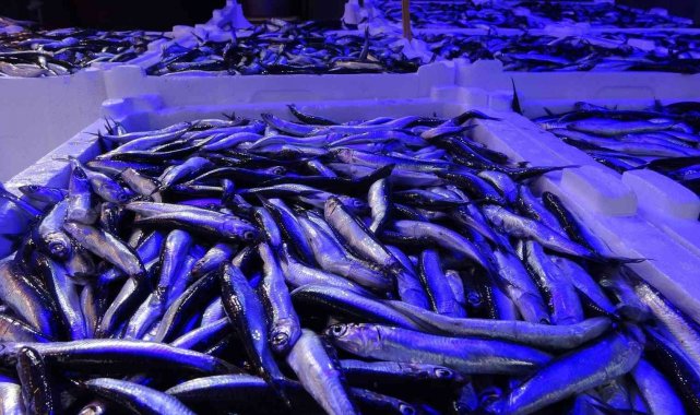 Hamsi avı azalınca ihracatı da düştü