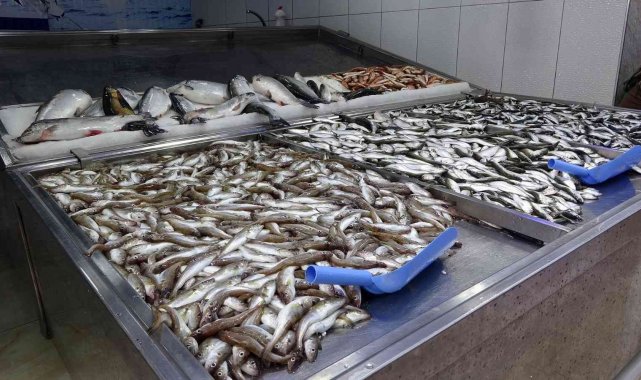 Hamsi tükendi, tezgâhlar istavrit ve mezgite kaldı