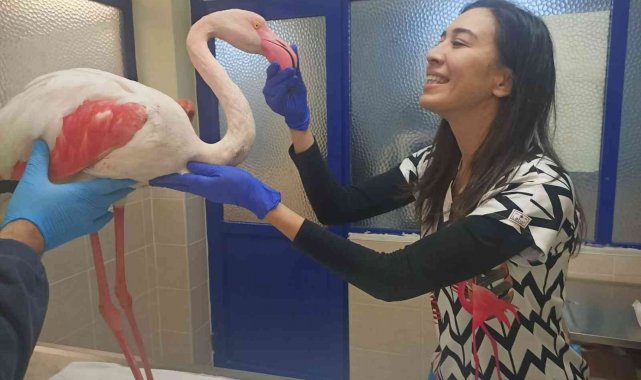 Hasta flamingo sağlığına kavuşacak