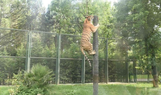 Hayvanat Bahçesi'nde çarşamba günleri 'Halk Günü'