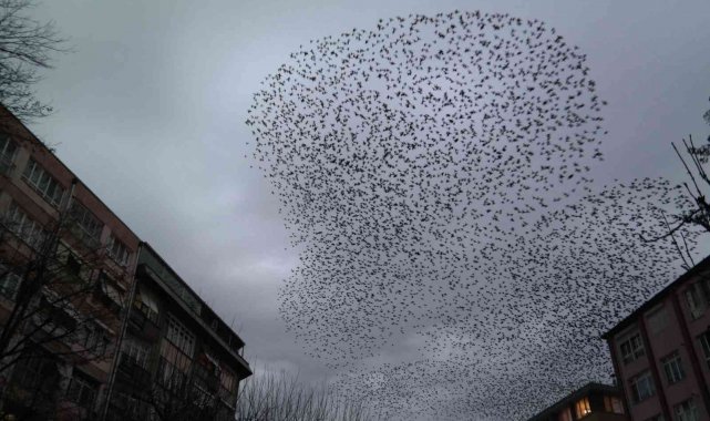 Her gün aynı saatte gökyüzünde müthiş koreografi