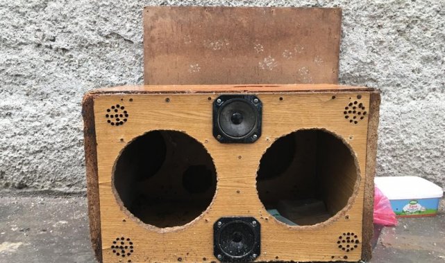 Hoparlör kutusu kedilere yuva oldu