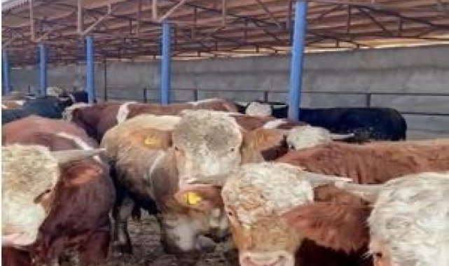 Iğdır'da hayvan satışı vaadiyle dolandırıcılık yapan 2 kişi tutuklandı