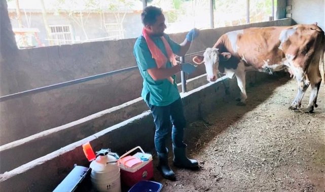 Iğdır'da suni tohumlama çalışmaları devam ediyor