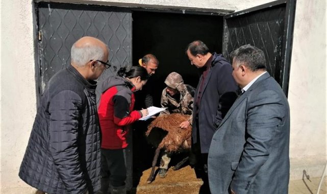 Iğdır&#039;daki küçükbaş hayvan tespiti yapılıyor