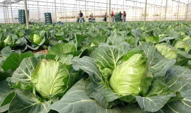 İhracata yeni bir ürün eklendi; Mini lahananın tanesi 10 lira