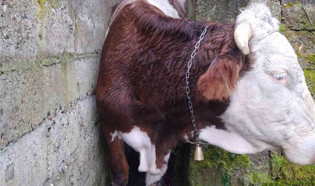 İki duvar arasında kalan ineği itfaiye ekipleri kurtardı