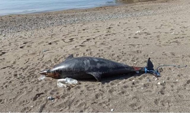 İki metre boyundaki ölü yunus kıyıya vurdu