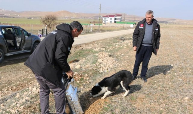 İl Özel İdaresi sokak hayvanlarını unutmadı