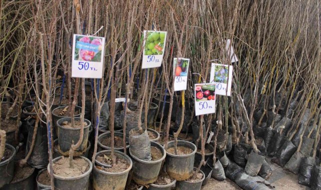İlk cemre düştü fidancılarda hareket başladı