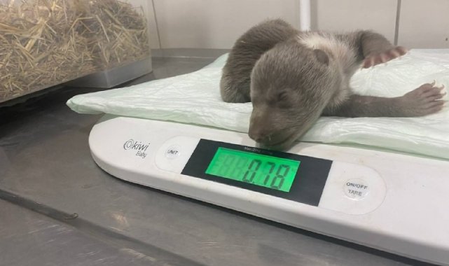 İstanbul'un meşhur ayısı Silva'nın kardeşi dünyaya geldi