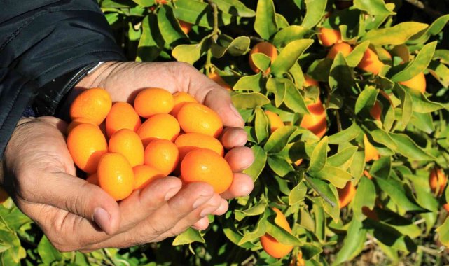 İtalyanlar talip oldu