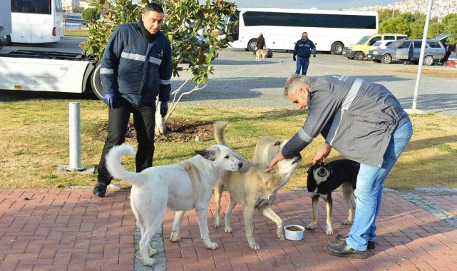 İzmir Büyükşehir, can dostlara mama dağıtımını arttırdı