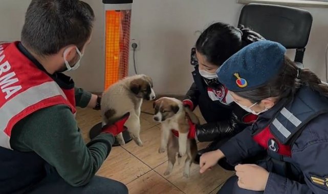 Jandarma doğada yaralı bulduğu hayvanları koruma altına alıyor