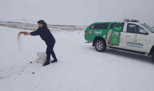 Jandarma ekipleri yaban hayvanları için doğaya yem bıraktı