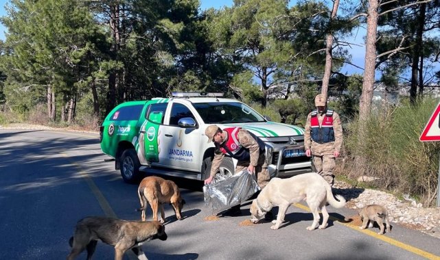 Jandarma sokak hayvanlarını besledi