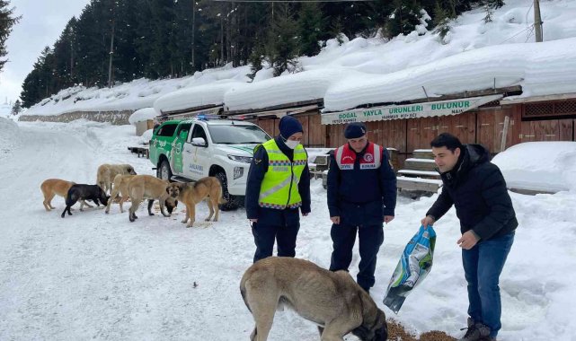 Jandarma sokak ve yaban hayvanlarının da yardımına koşuyor