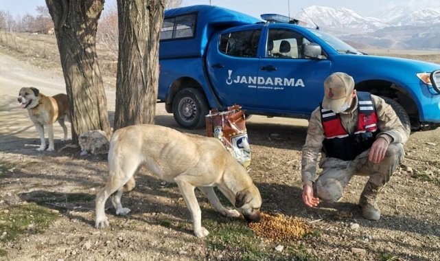 Jandarmadan sokak hayvanlarına mama desteği