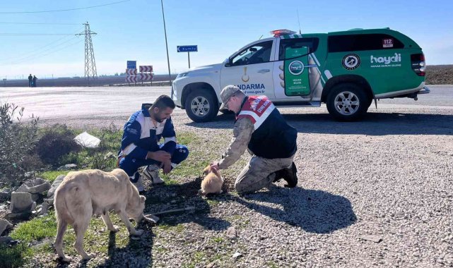 Jandarmadan sokak hayvanlarına mama ve su desteği