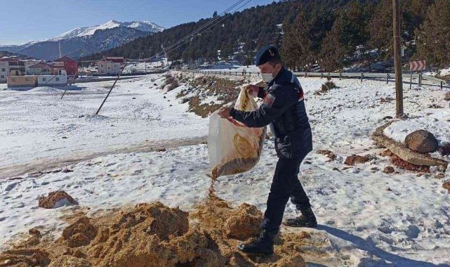Jandarmadan yaban hayvanlarına yem