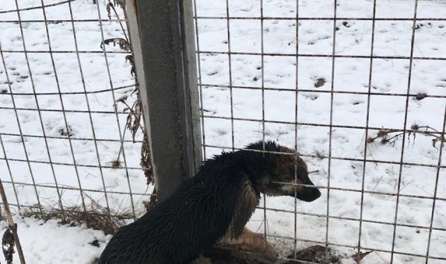 Kafası tel örgüye sıkışan köpeği itfaiye ekipleri kurtardı