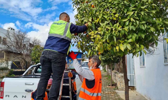 Kaldırımlardaki turunçlar reçel olacak