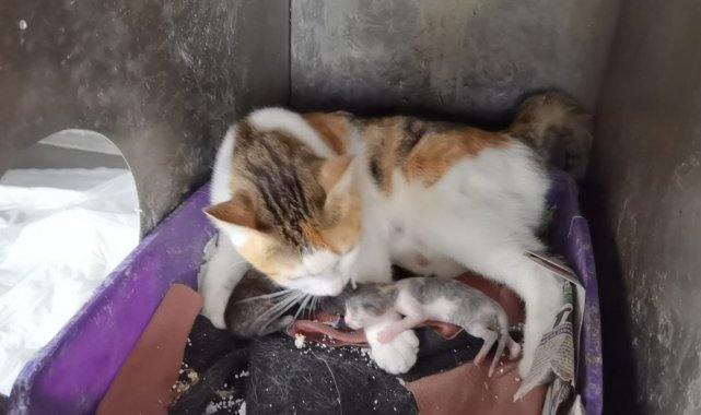 Kalp masajıyla hayata tutunan 3 yavruya 'Altın' sahip çıktı