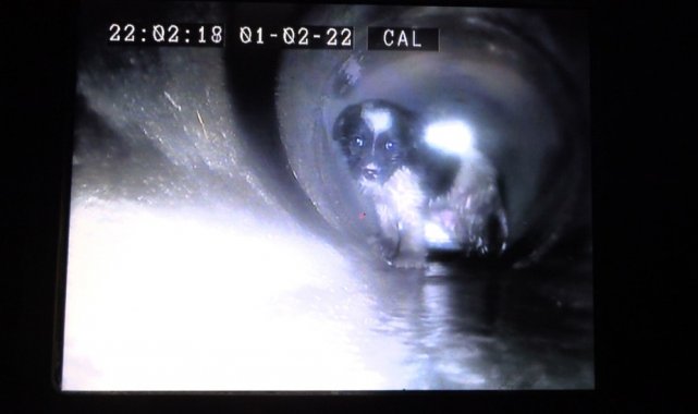 Kanalizasyon hattına giren yavru köpeğe kurtarma operasyonu