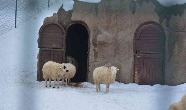 Kar altında doğal yaşam