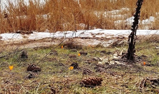 Kar ve çiçek açan çiğdemler yan yana