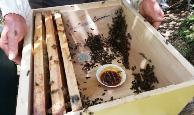 Kar yağışı arıcıları umutlandırdı