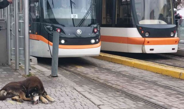 Kar yağışı en çok onları etkiliyor