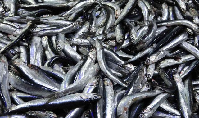 Karadeniz'de hamsi bereketi sürüyor