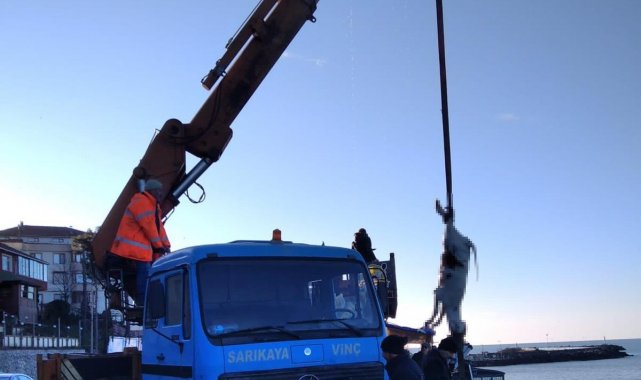 Karadeniz'den hamsi yerine büyükbaş hayvan çıktı